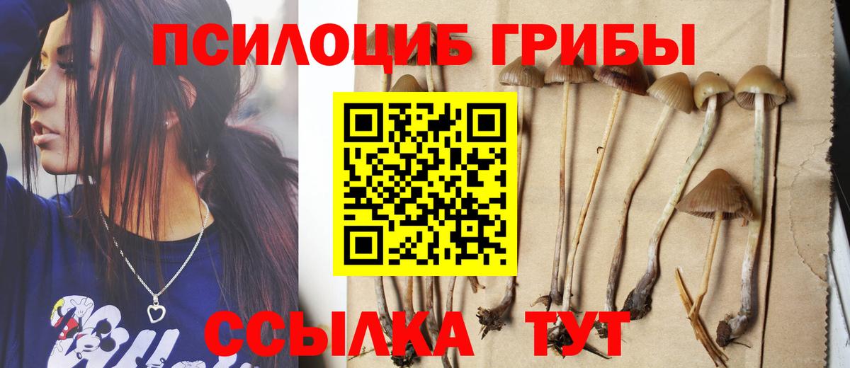 Псилоцибиновые грибы Cubensis Ржев
